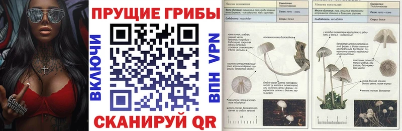 купить закладку  Печоры  Псилоцибиновые грибы Cubensis 